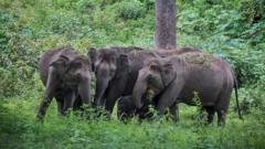 The AI tech helping stop Indian elephant accidents